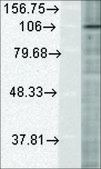 Monoclonal Anti-HIF-1 &#945; antibody produced in mouse clone ESEE122, 1&#160;mg/mL, purified immunoglobulin