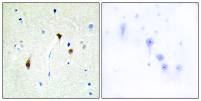 Anti-HAIR antibody produced in rabbit affinity isolated antibody