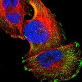 Anti-FCMR antibody produced in rabbit Prestige Antibodies&#174; Powered by Atlas Antibodies, affinity isolated antibody, buffered aqueous glycerol solution