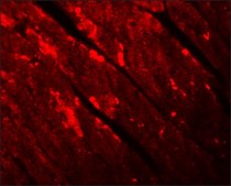 Anti-TMEM184C antibody produced in rabbit affinity isolated antibody, buffered aqueous solution