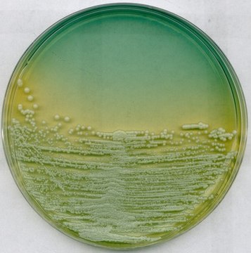 GranuCult&#174; plus WL nutrient agar for yeasts, suitable for microbiology