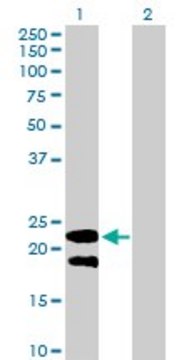 Anti-LY6G5B antibody produced in mouse purified immunoglobulin, buffered aqueous solution