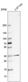 Anti-SFXN3 antibody produced in rabbit Prestige Antibodies&#174; Powered by Atlas Antibodies, affinity isolated antibody