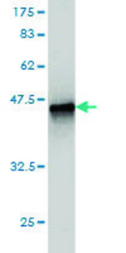 Monoclonal Anti-CARD6 antibody produced in mouse clone 2H8, purified immunoglobulin, buffered aqueous solution