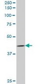 Anti-FAIM3 antibody produced in mouse purified immunoglobulin, buffered aqueous solution