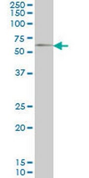 Anti-GGT1 Mouse mAb (1F9) liquid, clone 1F9, Calbiochem&#174;