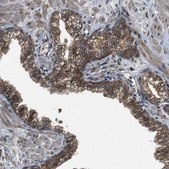 Anti-FAM134C antibody produced in rabbit Prestige Antibodies&#174; Powered by Atlas Antibodies, affinity isolated antibody, buffered aqueous glycerol solution