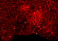 Anti-Claudin-5 (C-terminal) antibody produced in rabbit ~1.0&#160;mg/mL, affinity isolated antibody