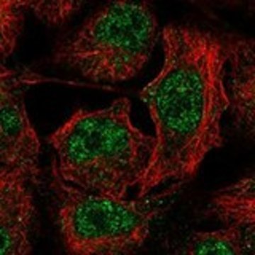 Anti-STARD3 antibody produced in rabbit Prestige Antibodies&#174; Powered by Atlas Antibodies, affinity isolated antibody, buffered aqueous glycerol solution