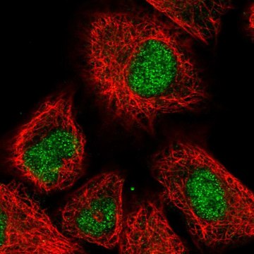 Anti-PHC3 antibody produced in rabbit Prestige Antibodies&#174; Powered by Atlas Antibodies, affinity isolated antibody