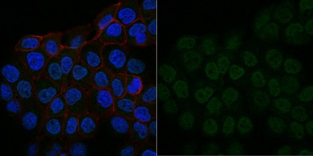 Anti-IGF-I Antibody, clone Sm1.2, Alexa Fluor&#8482; 488 Conjugate clone Sm1.2, from mouse, ALEXA FLUOR&#8482; 488