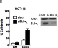 Anti-Actin Antibody, clone C4 clone C4, Chemicon&#174;, from mouse