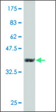 Monoclonal Anti-PJA1 antibody produced in mouse clone 3E10, purified immunoglobulin, buffered aqueous solution