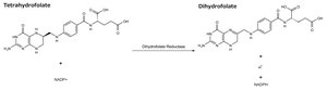 Dihydrofolate Reductase Assay Kit 1&#160;kit sufficient for 50-100&#160;tests