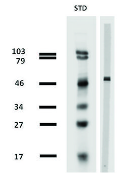 Monoclonal Anti-betaTubulin antibody produced in mouse clone TU-13