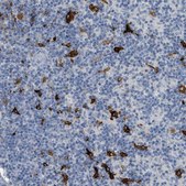 Anti-TIMD4 antibody produced in rabbit Prestige Antibodies&#174; Powered by Atlas Antibodies, affinity isolated antibody, buffered aqueous glycerol solution