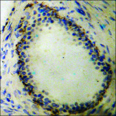 Anti-phospho-GAB1 (pTyr659) antibody produced in rabbit affinity isolated antibody