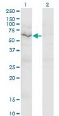 ANTI-GNL3 antibody produced in mouse clone 2B9, purified immunoglobulin, buffered aqueous solution