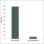 Anti-phospho-CDK9 (pThr186) antibody produced in rabbit affinity isolated antibody