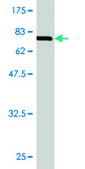 Monoclonal Anti-LIPG, (C-terminal) antibody produced in mouse clone 4A9, purified immunoglobulin, buffered aqueous solution