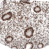 Monoclonal Anti-JUN antibody produced in mouse Prestige Antibodies&#174; Powered by Atlas Antibodies, clone CL9662, purified immunoglobulin, buffered aqueous glycerol solution