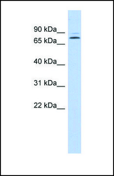 Anti-KLHL14, (N-terminal) antibody produced in rabbit affinity isolated antibody