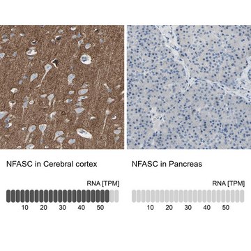 Anti-NFASC antibody produced in rabbit Prestige Antibodies&#174; Powered by Atlas Antibodies, affinity isolated antibody, buffered aqueous glycerol solution