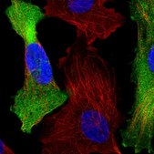 Anti-C1orf74 antibody produced in rabbit Prestige Antibodies&#174; Powered by Atlas Antibodies, affinity isolated antibody, buffered aqueous glycerol solution