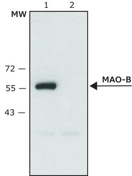 Anti-Monoamine Oxidase B (C-terminal) antibody produced in rabbit affinity isolated antibody, ~1.5&#160;mg/mL, buffered aqueous solution