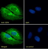 Anti-SDF4 antibody produced in goat affinity isolated antibody, buffered aqueous solution