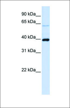 Anti-PHF6 antibody produced in rabbit affinity isolated antibody