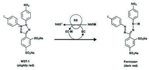 Cell Proliferation Kit II (XTT) liquid, pkg of 1&#160;kit, suitable for cell analysis, suitable for tissue culture