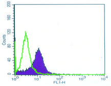 Anti-THY1 antibody, Mouse monoclonal clone TH350, purified from hybridoma cell culture