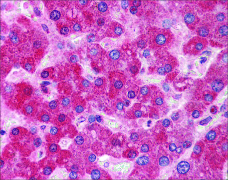 Anti-DGCR8 antibody produced in rabbit affinity isolated antibody