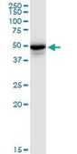 Anti-PLIN3 antibody produced in mouse purified immunoglobulin, buffered aqueous solution