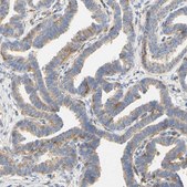 Anti-PCDH7 antibody produced in rabbit Prestige Antibodies&#174; Powered by Atlas Antibodies, affinity isolated antibody, buffered aqueous glycerol solution