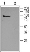 Anti-TRPC5 antibody produced in rabbit affinity isolated antibody, lyophilized powder