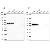 Anti-NONO antibody produced in rabbit Prestige Antibodies&#174; Powered by Atlas Antibodies, affinity isolated antibody, buffered aqueous glycerol solution
