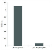 Anti-phospho-C-RAF (pSer642) antibody produced in rabbit affinity isolated antibody