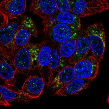 Anti-GDF15 antibody produced in rabbit Prestige Antibodies&#174; Powered by Atlas Antibodies, affinity isolated antibody