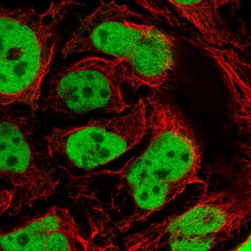 Anti-GATA6 antibody produced in rabbit Prestige Antibodies&#174; Powered by Atlas Antibodies, affinity isolated antibody