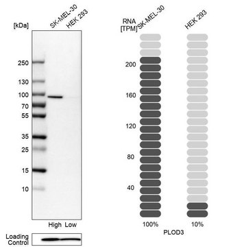 Anti-PLOD3 antibody produced in rabbit Prestige Antibodies&#174; Powered by Atlas Antibodies, affinity isolated antibody, buffered aqueous glycerol solution