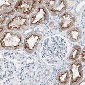 Anti-VIL1 antibody produced in rabbit Ab1, Prestige Antibodies&#174; Powered by Atlas Antibodies, affinity isolated antibody, buffered aqueous glycerol solution