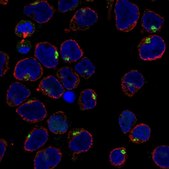 Anti-IRX1 antibody produced in rabbit Prestige Antibodies&#174; Powered by Atlas Antibodies, affinity isolated antibody, buffered aqueous glycerol solution