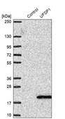 Anti-UFSP1 antibody produced in rabbit Prestige Antibodies&#174; Powered by Atlas Antibodies, affinity isolated antibody, buffered aqueous glycerol solution