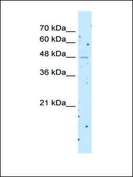 Anti-SLC22A23 antibody produced in rabbit IgG fraction of antiserum