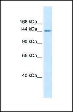 Anti-RBL1 antibody produced in rabbit affinity isolated antibody