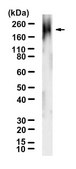 Anti-Poly(ADP-ribose) Antibody, clone 10H ZooMAb&#174; Mouse Monoclonal recombinant, expressed in HEK 293 cells