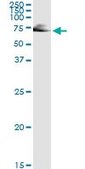 Monoclonal Anti-IMPDH2 antibody produced in mouse clone 1E12-B6, purified immunoglobulin, buffered aqueous solution