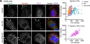 Anti-Vinculin antibody, Mouse monoclonal clone hVIN-1, purified from hybridoma cell culture